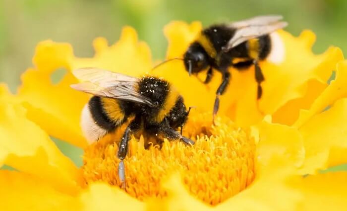 Ngủ mơ thấy ong đánh con gì, số mấy dễ trúng nhất ?